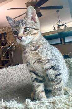 Buffy (from the Buffy the Vampire Slayer Litter) -  Domestic Short Hair Cat for Adoption in Arnold, Missouri - Buffy (from The Buffy The Vampire Slayer Litter) | PetCurious