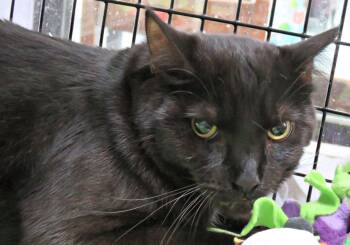 Milo -  Domestic Short Hair Cat Available for Adoption in Lexington, Virginia - Milo | PetCurious