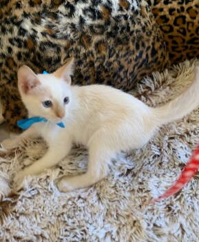 Rescue Domestic Short Hair and Siamese Cats for Adoption in San Diego, California - Morty | PetCurious