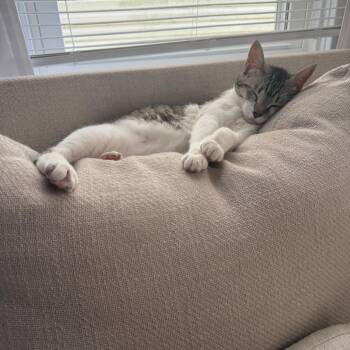 Napster -  Domestic Short Hair Cat for Adoption in Belleville, Illinois - Napster | PetCurious