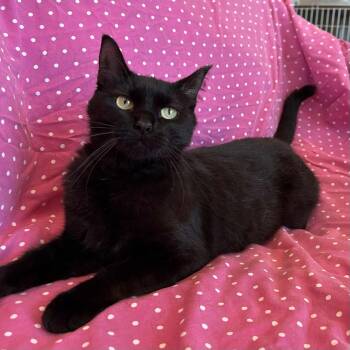 Rescue Domestic Short Hair Cats for Adoption in Alexandria, Minnesota - Ellie | PetCurious