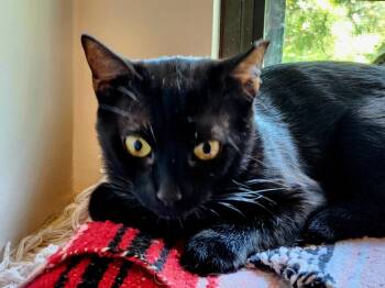 Alice -  Domestic Short Hair Cat Available for Adoption in Dallas, Texas - Alice | PetCurious