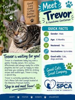 Trevor -  Domestic Short Hair Cat for Adoption in Fulton, New York - Trevor | PetCurious