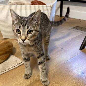 Kia -  Domestic Short Hair Cat for Adoption in Pleasanton, California - Kia | PetCurious
