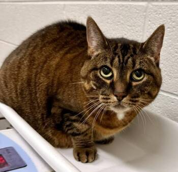 JESSIE -  Domestic Short Hair Cat for Adoption in Derwood, Maryland - JESSIE | PetCurious