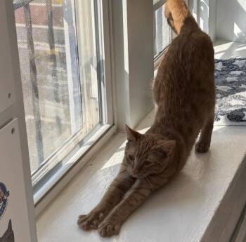 Rescue Tabby Cats for Adoption in Monroe, North Carolina - Jay | PetCurious