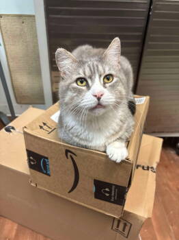 Rescue Tabby and Domestic Short Hair Cats for Adoption in Dublin, Ohio - Lucas | PetCurious