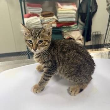 Wednesday -  Domestic Short Hair Cat for Adoption in Las Cruces, New Mexico - Wednesday | PetCurious