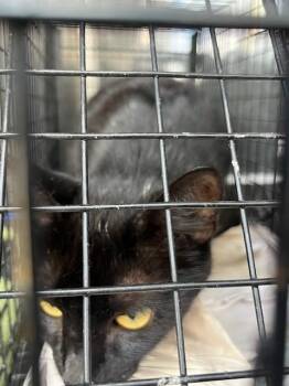 Domestic Short Hair Cats Available for Adoption - KIA | PetCurious