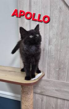 APOLLO Piedmont Mom Kitten 1 -  Domestic Short Hair Cat Available for Adoption in Rome, Georgia - APOLLO Piedmont Mom Kitten 1 | PetCurious
