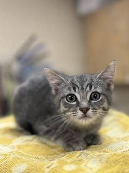 Rescue Domestic Short Hair Cats for Adoption in Aliquippa, Pennsylvania - MAGIC | PetCurious