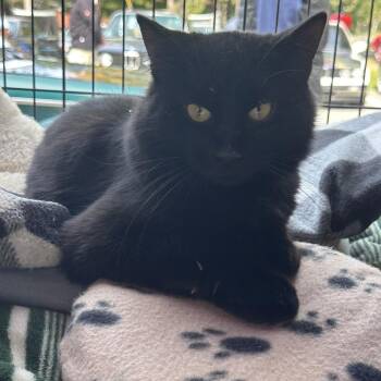Otis -  Domestic Long Hair Cat for Adoption in Saratoga Springs, New York - Otis | PetCurious