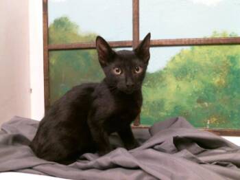 MISSIE -  Domestic Short Hair Cat for Adoption in Houston, Texas - MISSIE | PetCurious
