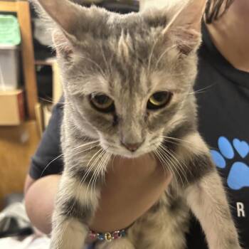 Domestic Short Hair Cats Available for Adoption - Sterling | PetCurious