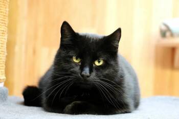 Rescue Domestic Medium Hair Cats for Adoption in Ottawa, Ontario - Solo (m) 2yrs Old Black DMH | PetCurious