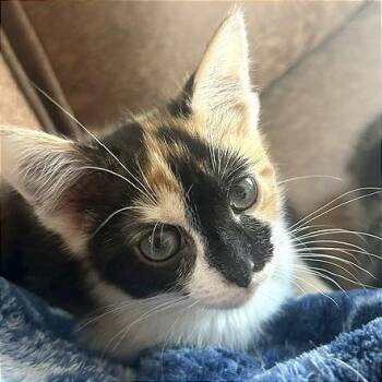 A1046494 Flossie -  Domestic Short Hair Cat for Adoption in Pleasant Hill, California - A1046494 Flossie | PetCurious
