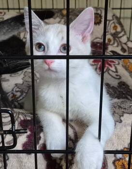 Sarah -  Domestic Short Hair Cat for Adoption in Pittsboro, North Carolina - Sarah | PetCurious
