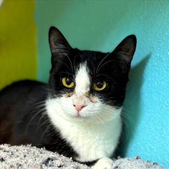 Rescue Domestic Short Hair Cats for Adoption in Fresno, California - Anna | PetCurious