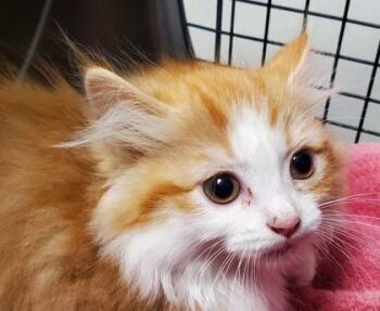 Cheesecake -  Domestic Long Hair and Domestic Short Hair Cat for Adoption in Kansas City, Missouri - Cheesecake | PetCurious