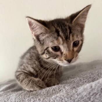 Louise -  Domestic Short Hair Cat Available for Adoption in Chaska, Minnesota - Louise | PetCurious