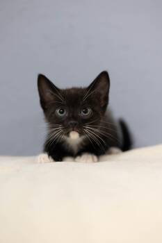 Talley -  Domestic Long Hair Cat for Adoption - Talley | PetCurious