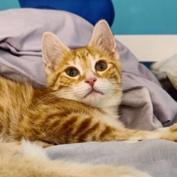 Snickerdoodle -  Domestic Short Hair and Tabby Cat for Adoption in Washington, Pennsylvania - Snickerdoodle | PetCurious