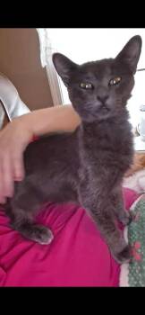 Storm -  Russian Blue and Domestic Short Hair Cat for Adoption in Plumerville, Arkansas - Storm | PetCurious
