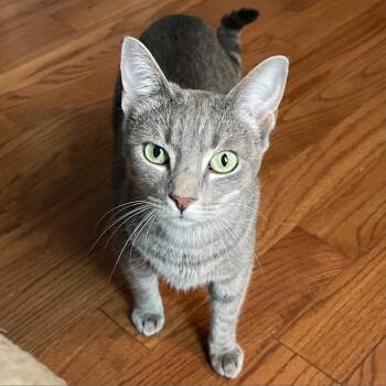 Domestic Short Hair Cats Available for Adoption in Fredericksburg, Virginia - Frost | PetCurious