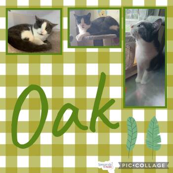 Rescue Domestic Short Hair Cats for Adoption in Spencerville, Ontario - Oak | PetCurious