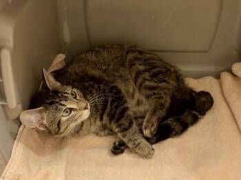 Luli -  Domestic Short Hair Cat for Adoption in Ferndale, Michigan - Luli | PetCurious