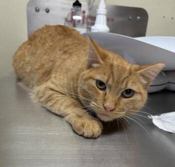 Pineapple -  Domestic Short Hair Cat for Adoption in Black Eagle, Montana - Pineapple | PetCurious