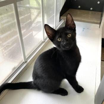 Camel -  Domestic Short Hair Cat for Adoption in Carencro, Louisiana - Camel | PetCurious