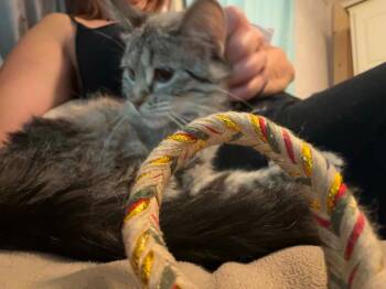 Dolly Parton -  Siamese Cat for Adoption in Miami, Oklahoma - Dolly Parton | PetCurious
