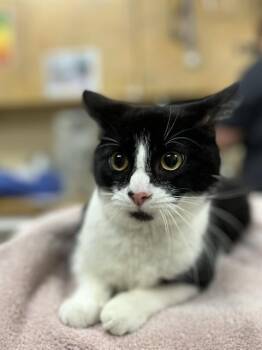 Domestic Short Hair Cats Available for Adoption - GOOSEBERRY | PetCurious