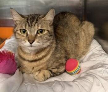 46b-Spaghetti NB -  Domestic Short Hair Cat for Adoption in Windsor, Connecticut - 46b-Spaghetti NB | PetCurious