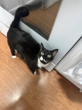 Milk -  Domestic Short Hair Cat for Adoption in Irmo, South Carolina - Milk | PetCurious