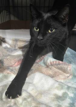 Rescue Domestic Short Hair Cats for Adoption in Westfield, Massachusetts - Baby | PetCurious