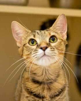 Palisade -  Domestic Short Hair Cat for Adoption in Chamblee, Georgia - Palisade | PetCurious