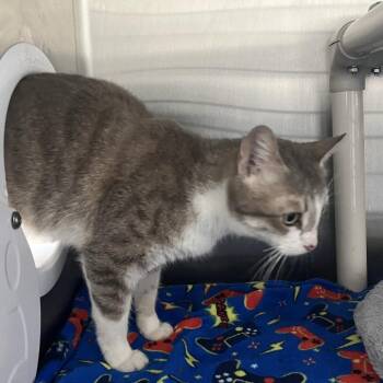 Trinity -  Domestic Short Hair Cat for Adoption in Richmond Hill, Georgia - Trinity | PetCurious
