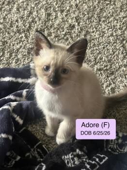 Adore -  Siamese and Snowshoe Cat for Adoption in Vacaville, California - Adore | PetCurious