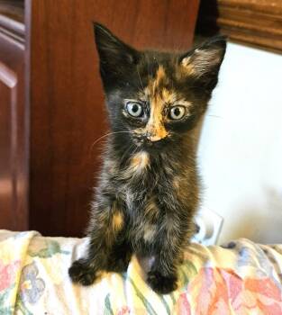 Leeda Beeda -  Domestic Short Hair Cat for Adoption in Raleigh, North Carolina - Leeda Beeda | PetCurious