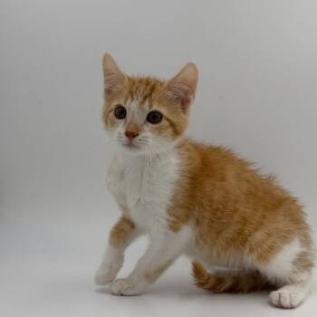 Marigold -  Domestic Short Hair Cat for Adoption in State College, Pennsylvania - Marigold | PetCurious
