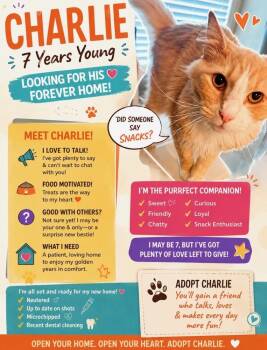 Charlie SE -  Domestic Medium Hair Cat Available for Adoption in Greenville, South Carolina - Charlie SE | PetCurious
