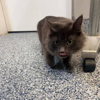 Coffee -  Domestic Long Hair Cat for Adoption in Great Falls, Montana - Coffee | PetCurious