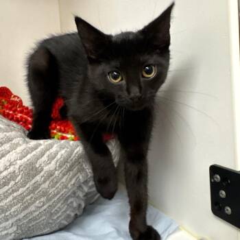 Hazel Marie -  Domestic Short Hair Cat for Adoption in West Palm Beach, Florida - Hazel Marie | PetCurious