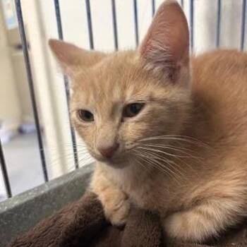 cooper (orange) -  Domestic Short Hair Cat for Adoption in Blairsville, Georgia - Cooper (orange) | PetCurious