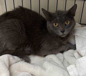 Grace -  American Shorthair Cat for Adoption in Medford, Massachusetts - Grace | PetCurious