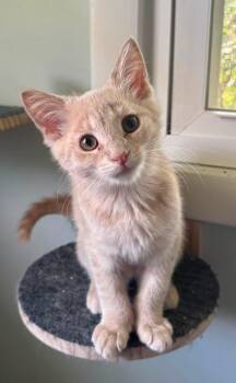 Lox (POLYDACTYL) -  Domestic Short Hair Cat for Adoption in Yorktown, Indiana - Lox (POLYDACTYL) | PetCurious