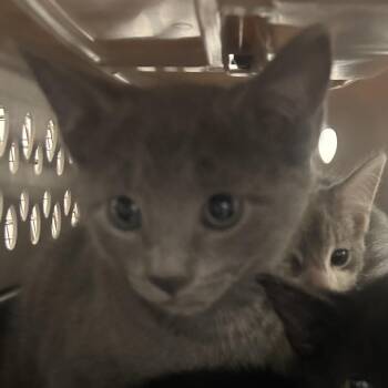 Hera -  Domestic Short Hair Cat for Adoption in Philadelphia, Pennsylvania - Hera | PetCurious