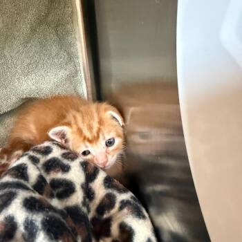 Cream -  Domestic Short Hair Cat for Adoption in Madisonville, Tennessee - Cream | PetCurious